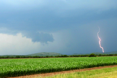 Storm over a corn field
