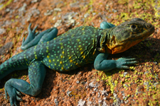 Lizard