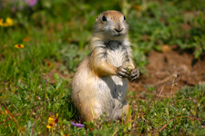 Prairie Dog