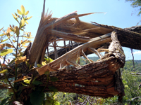 Broken Tree