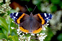 Red Admiral, Gainesville, TX, 6 May 2001